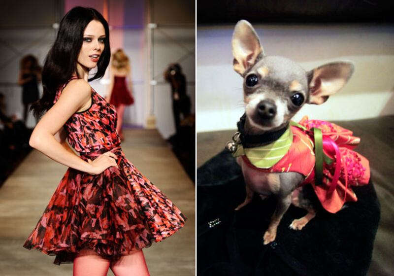 galleries/2010/02/16/westminster-fashion/westminster-fashion---posen_tdropu