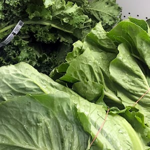 Lettuce