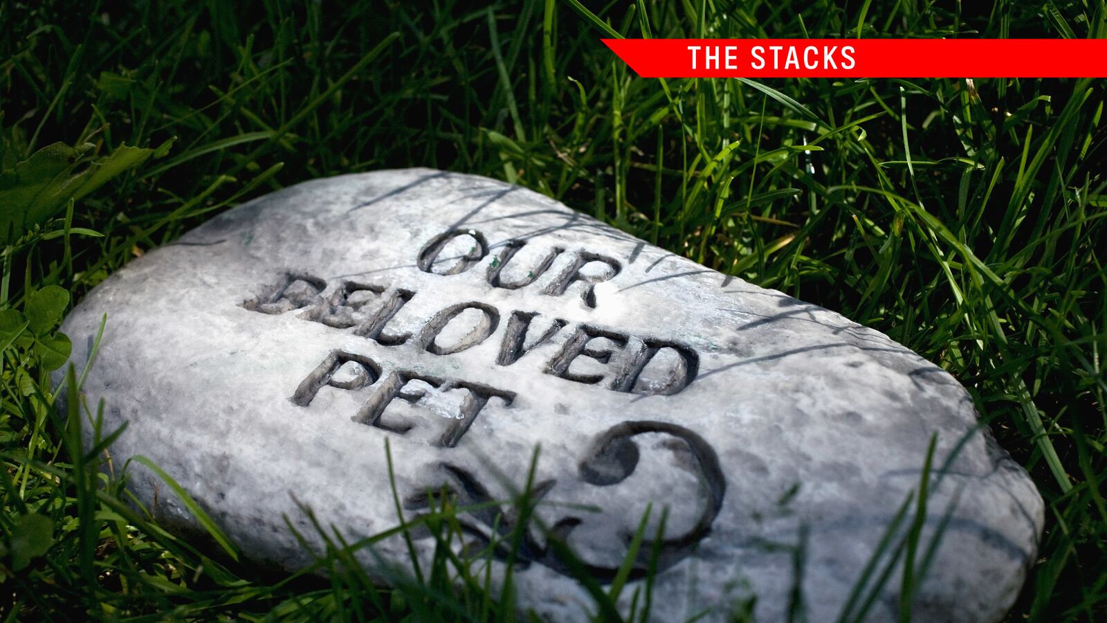 articles/2014/06/21/the-stacks-a-dog-dies-a-boy-grows-up/140620-dexter-stacks-dog-tease_yhwtwv