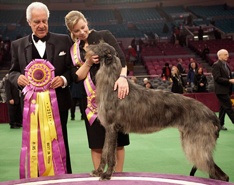 galleries/2010/02/14/westminster-dog-show-winners/westminster-winner---scottish-doghound_vjepk6