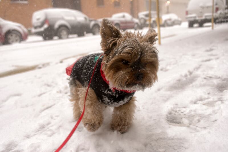 galleries/2015/02/22/inside-the-posh-life-of-a-new-york-yorkie-photos/150220-bear-dog-03_uctgy3
