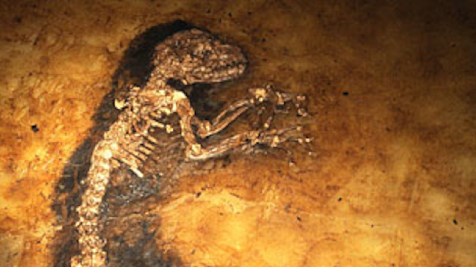 cheats/2009/05/19/evolutions-missing-link/fossil_27551_iukvho