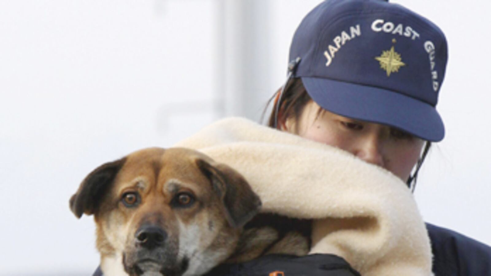 cheats/2011/04/04/tsunami-dog-to-be-reunited-with-family/tsunami-dog-rescued_emoike