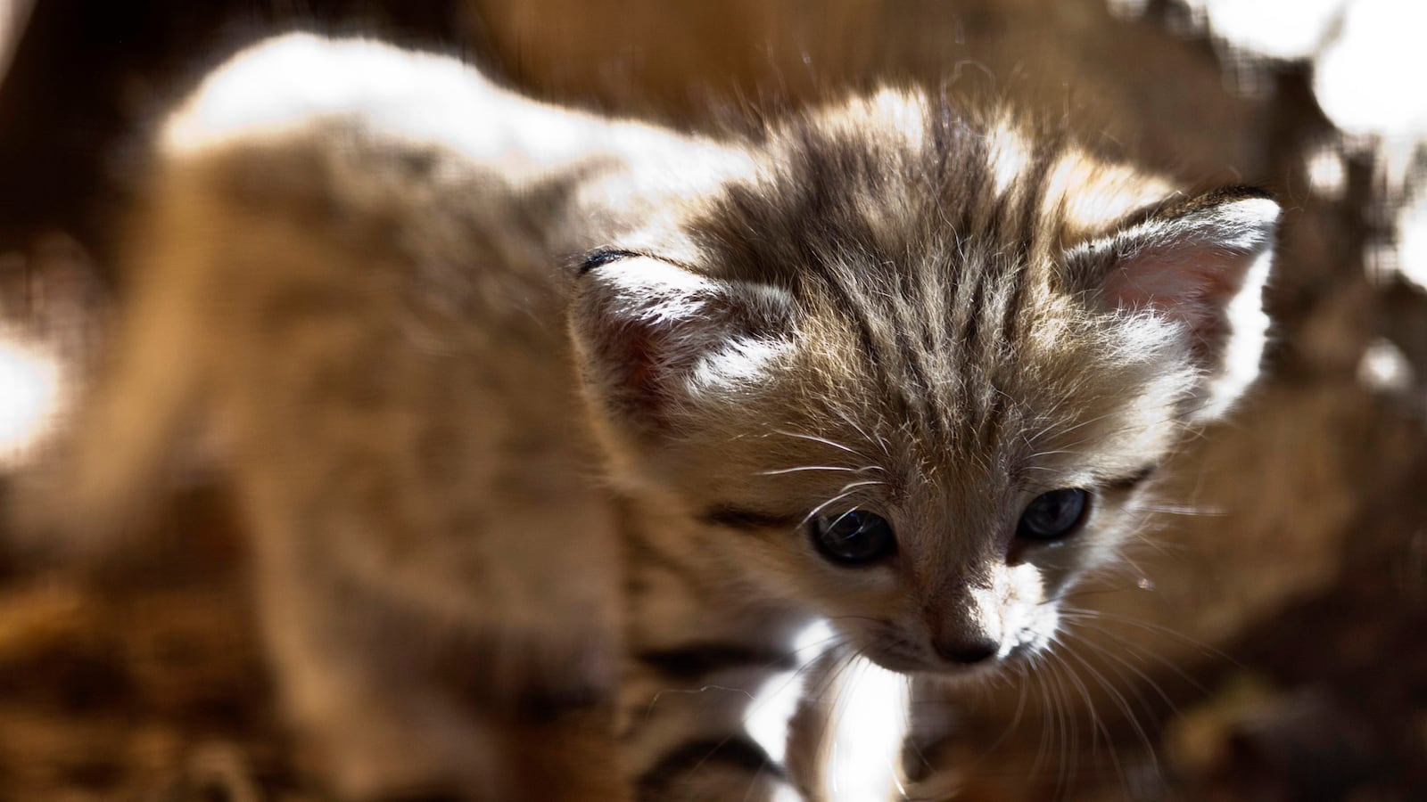 cheats/2014/05/02/teen-girls-deny-kitten-torture/140502-kitten-cheat_vo2y3p