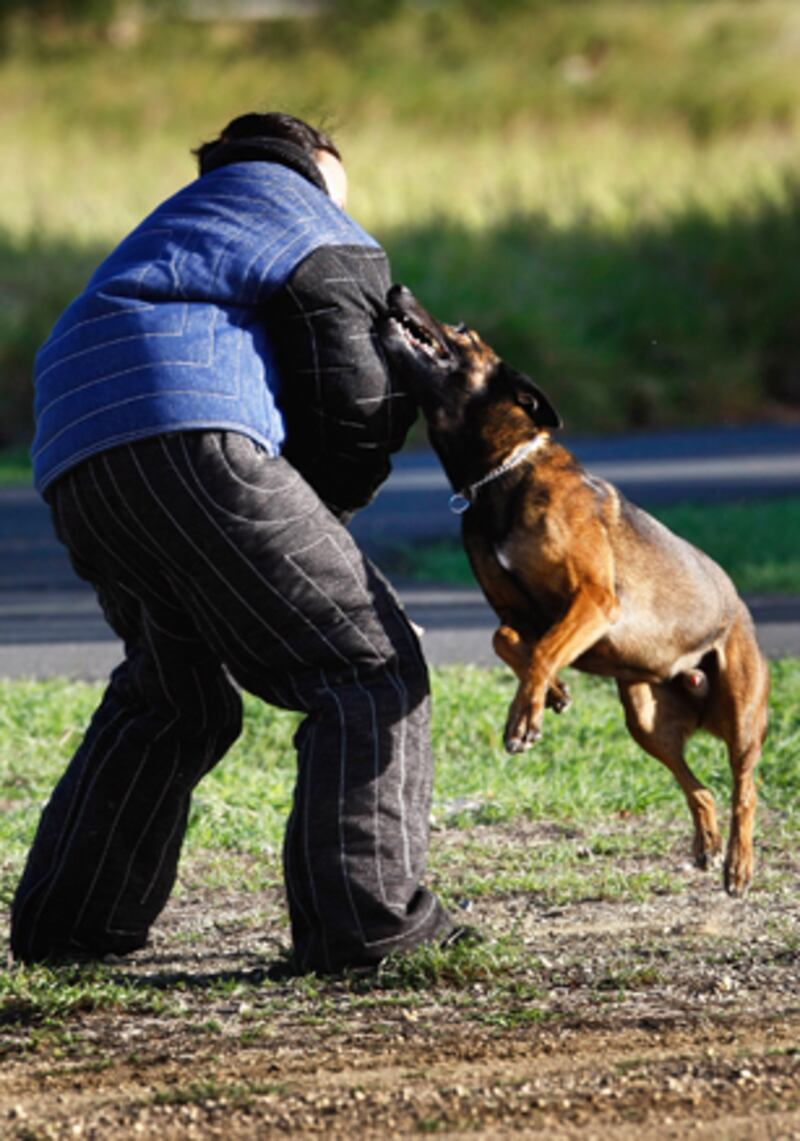 galleries/2010/10/29/dangerous-dogs/dangerous-dogs---malinois_ladajg