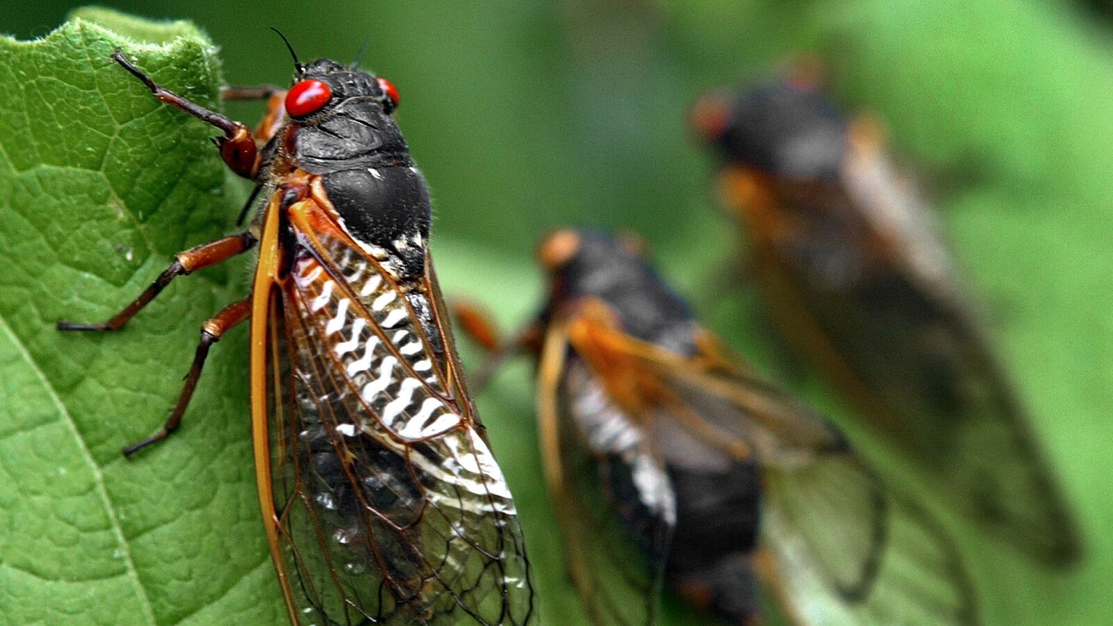 articles/2013/05/16/can-you-eat-cicadas-yes-and-here-s-how/130516-eating-cicadas-ries-tease_tpqjyb