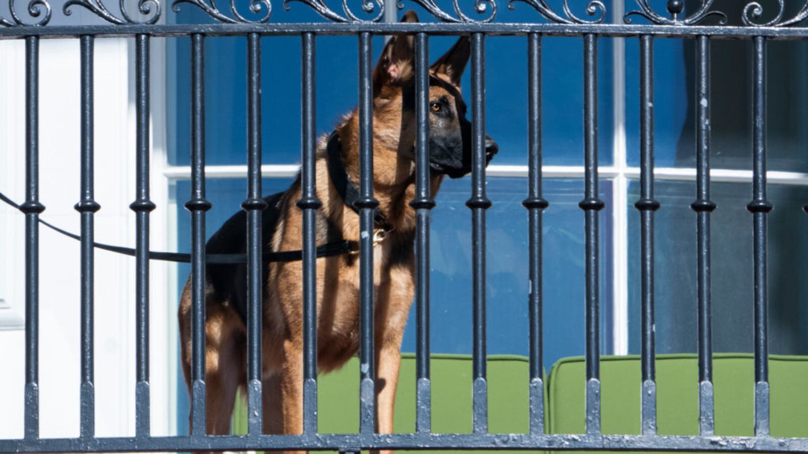 Commander Biden stares forward while on a leash.