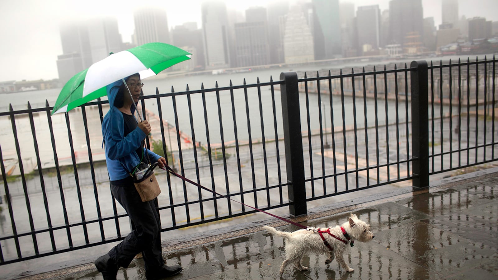 articles/2011/08/28/hurricane-irene-why-the-u-s-thrives-on-doom/hurricane-dog-walker-apocalypse-when-cheat_pykdm0