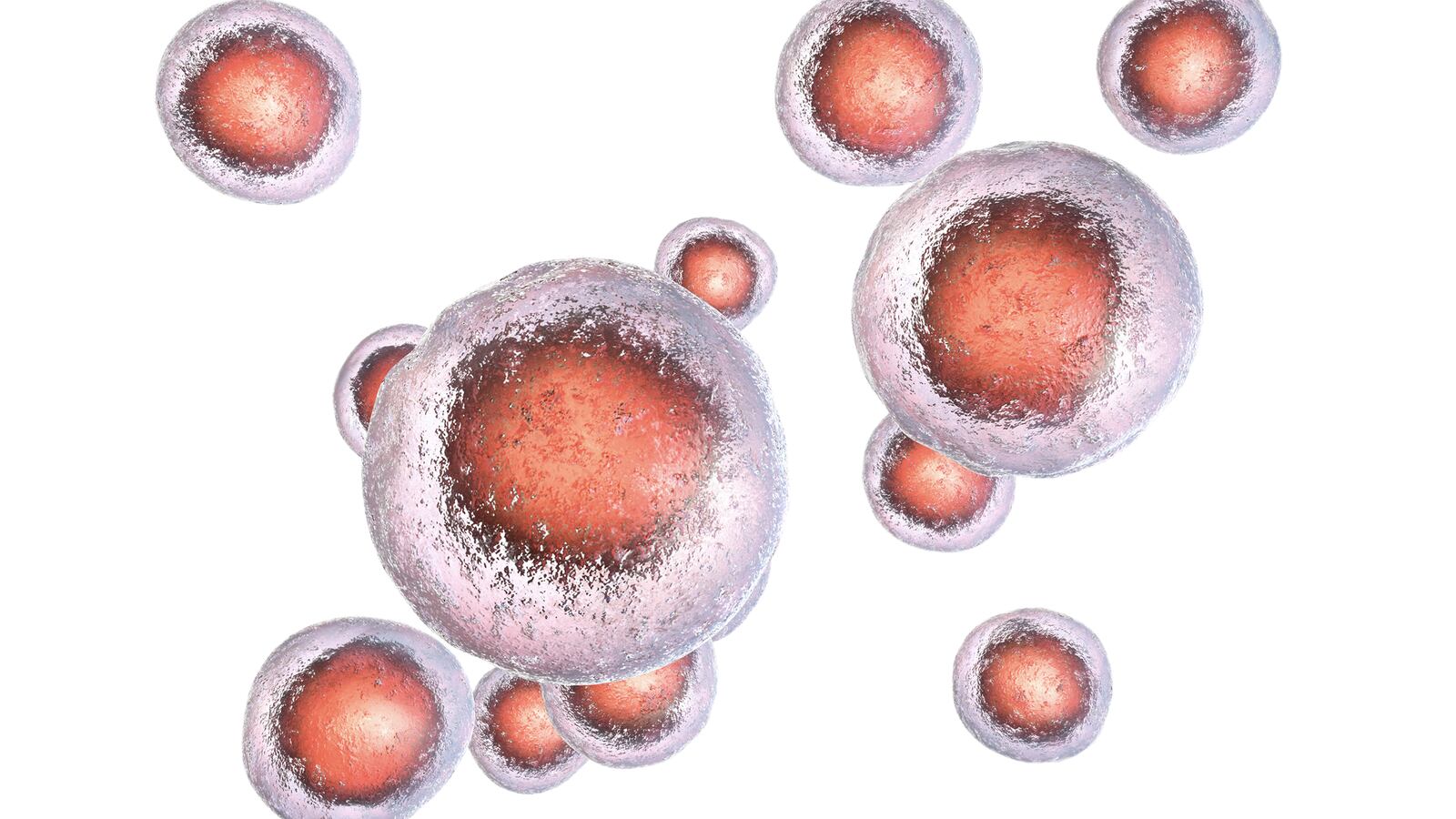 190820-Conversation-Stem-Cells-tease_j9o3fu