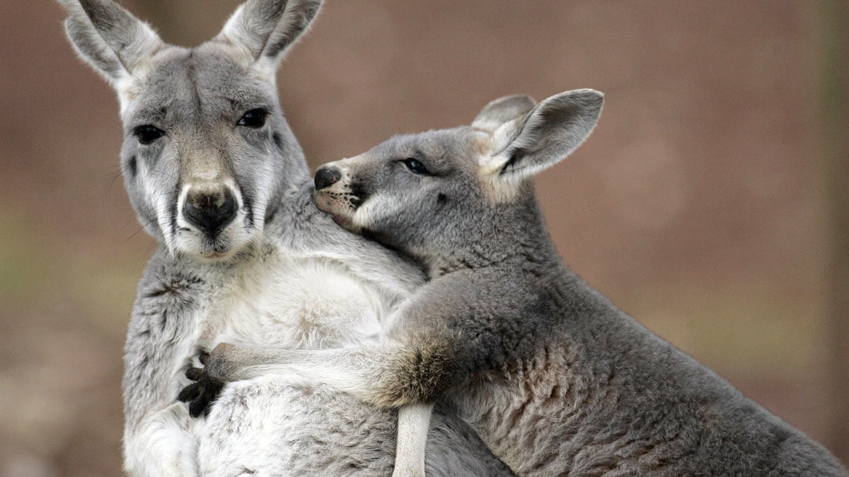 cheats/2012/08/14/fox-boar-help-kangaroo-fugitives/kangaroo-zoo-escape-cheat_qeivpb