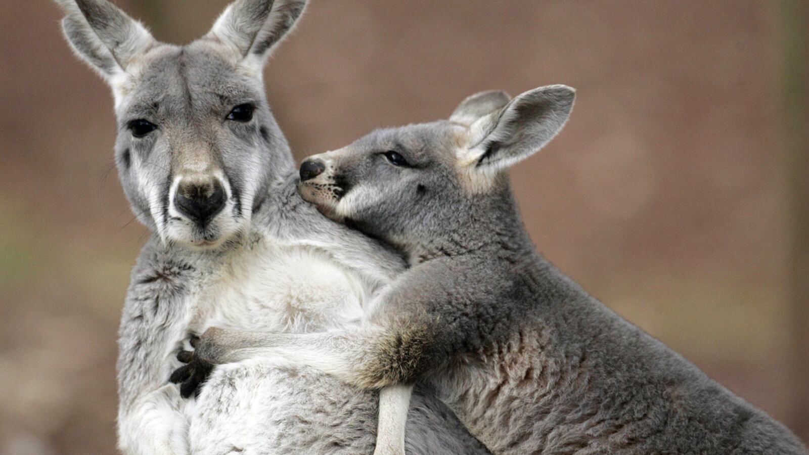 cheats/2012/08/14/fox-boar-help-kangaroo-fugitives/kangaroo-zoo-escape-cheat_qeivpb