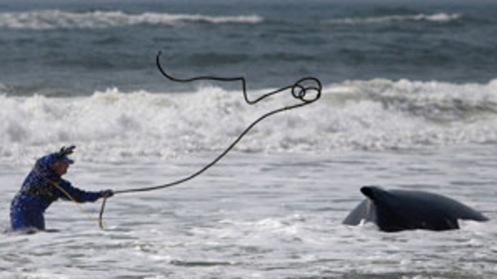 cheats/2010/04/08/beached-whale-dying-on-long-island/beached-whale_s4pzmw
