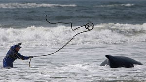 cheats/2010/04/08/beached-whale-dying-on-long-island/beached-whale_s4pzmw