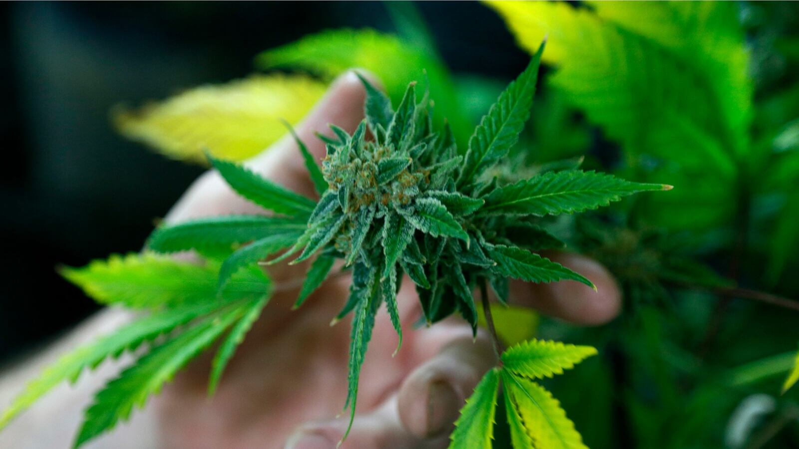 cheats/2016/03/21/scotus-declines-colorado-pot-dispute/160321-colorado-weed-cheat_r71b2b