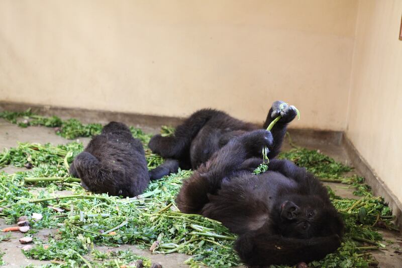 galleries/2015/06/21/the-mountain-gorillas-of-virunga-photos/150617-strochlic-gorilla2_ui7tgu