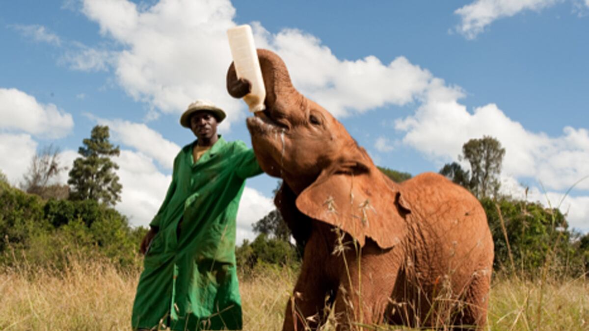 videos/2012/10/23/born-to-be-wild-on-location-coming-home-to-tsavo/born-to-be-wild-on-location-coming-home-to-tsavo-image_golk4r