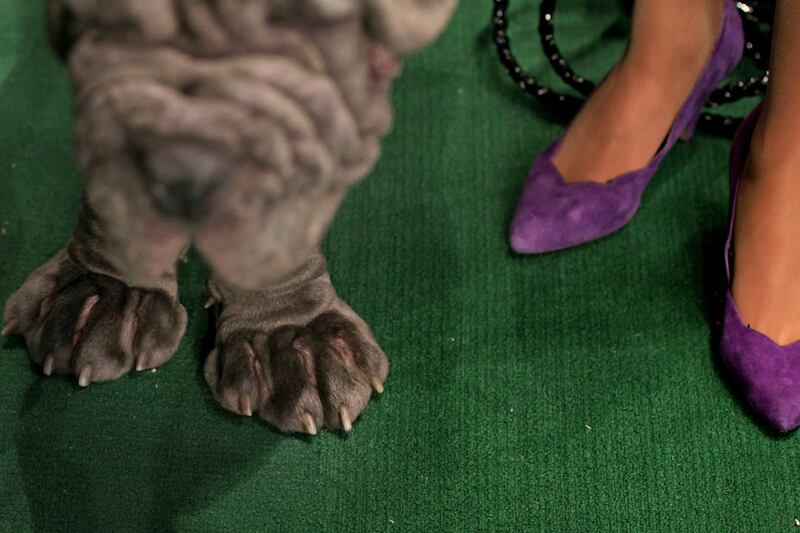 galleries/2012/02/14/best-westminster-dog-show-photos/best-westminster-dog-show-photos-7_fvybph