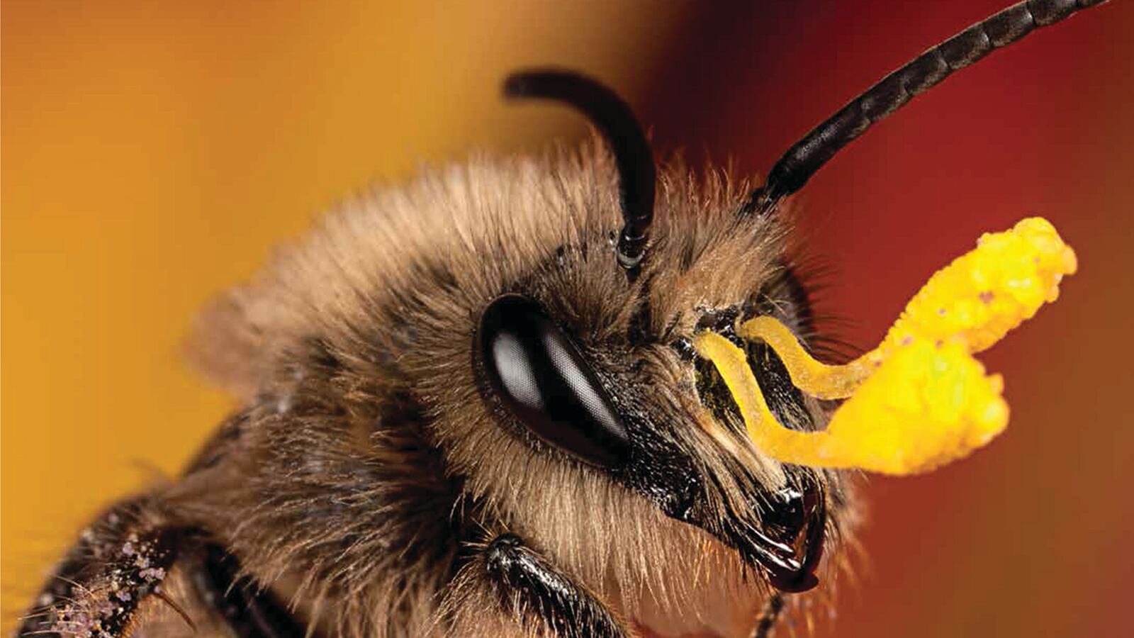 galleries/2015/10/25/scenes-from-nature-s-cruelest-puberty-rupert-soskin-s-metamorphosis/151006-metamorphosis-tease_l2lwjr