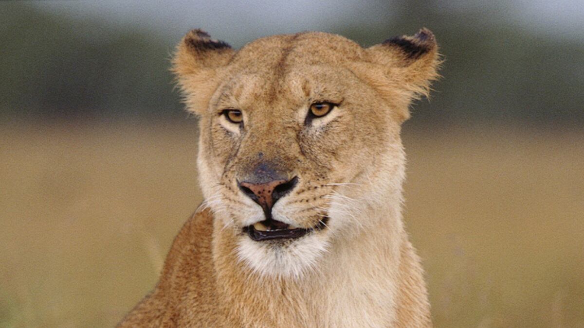 cheats/2012/02/14/lioness-kills-zookeeper/lion-attacks-zoo-keeper-south-africa-cheat_t97php