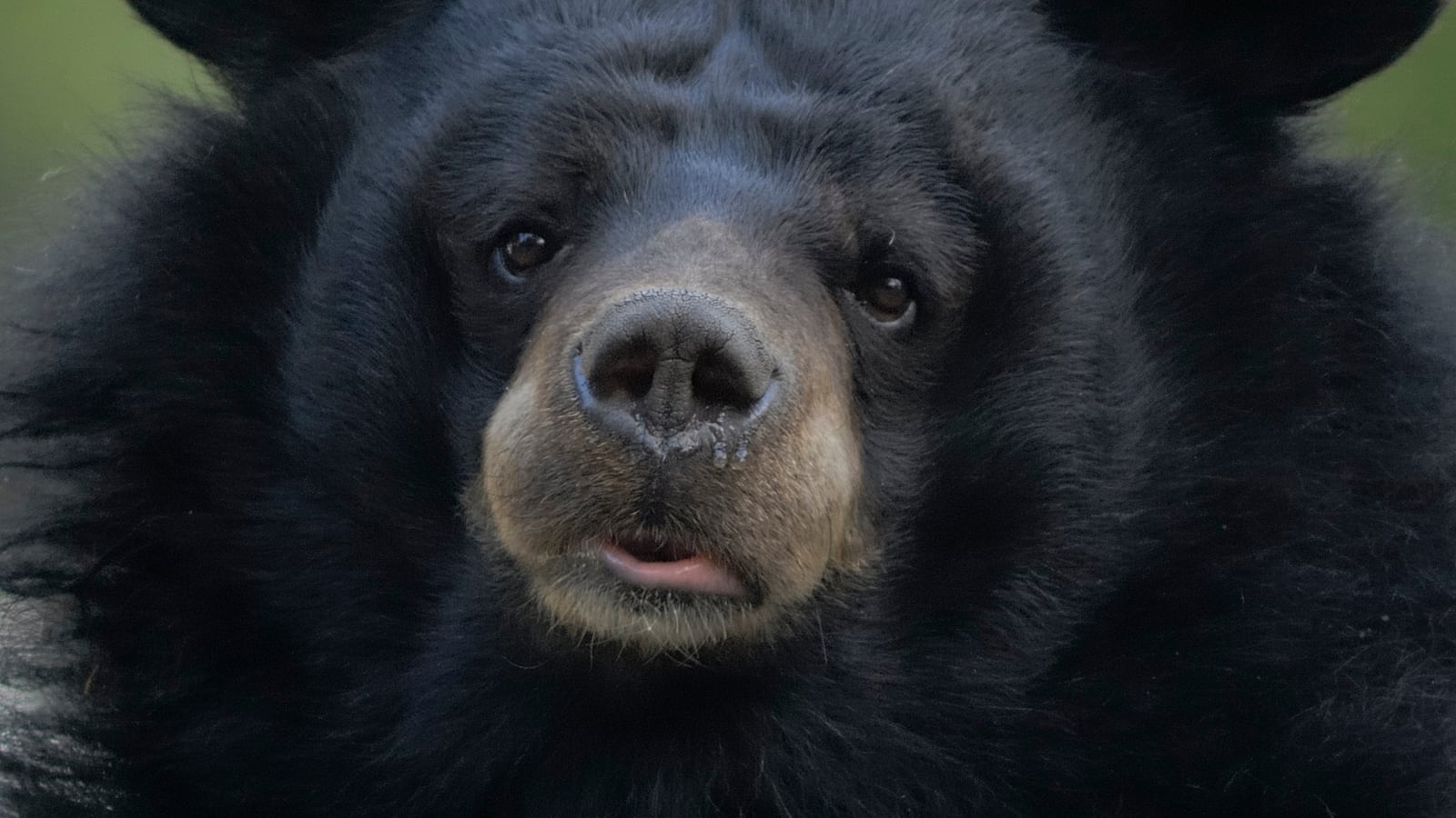An Asian Black Bear (Ursus thibetanus) resting at the Darjeeling Zoo.