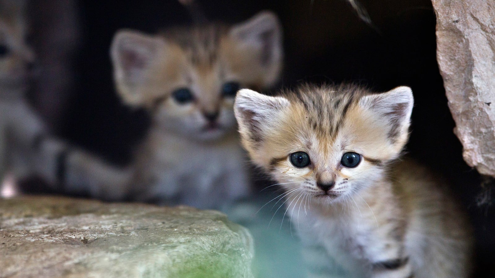 cheats/2014/05/29/species-disappearing-faster-than-before/140529-extinct-cheat_vs7gyv