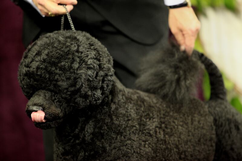 galleries/2014/02/12/westminster-parade-of-purebreds-photos/westminster-gal-14_v7byxr