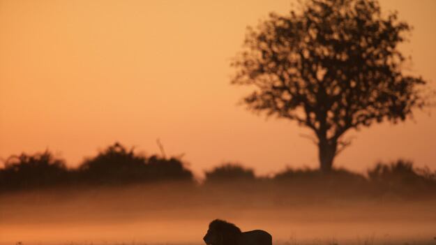 galleries/2009/10/26/jungle-cats-in-danger/big-cats---10_nt0reu