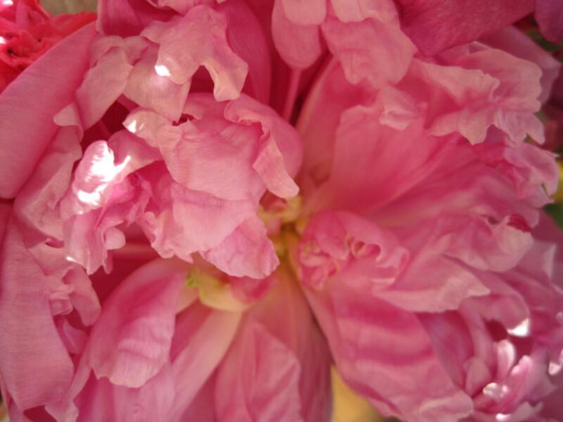 galleries/2010/05/04/dominique-browning-s-favorite-flowers/bouquets-8_xrz6de