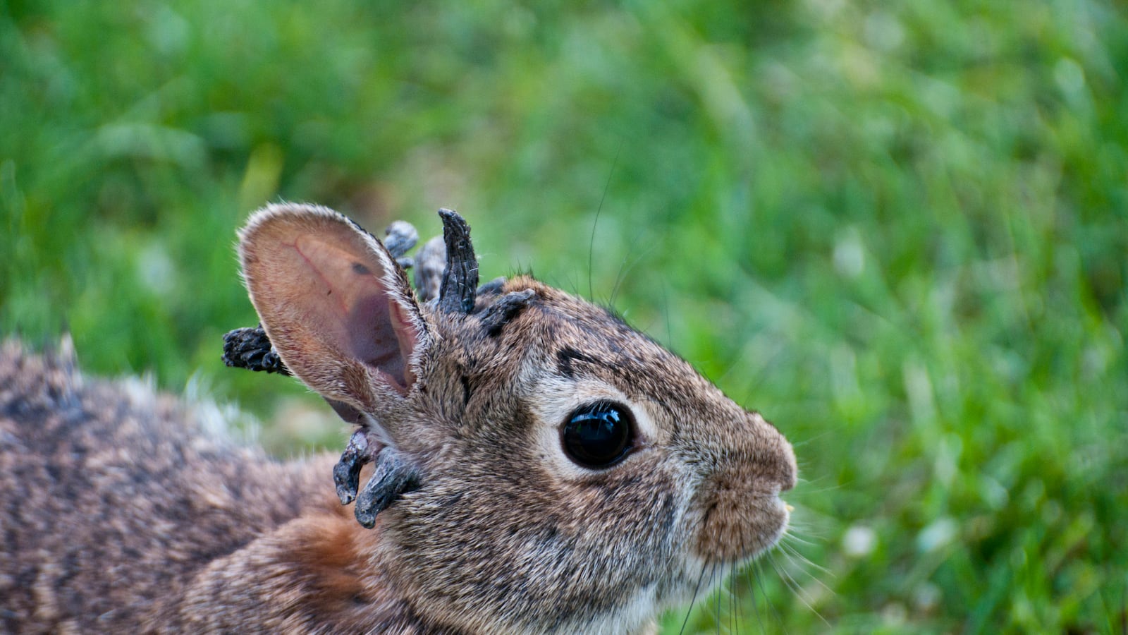 Shope papilloma virus