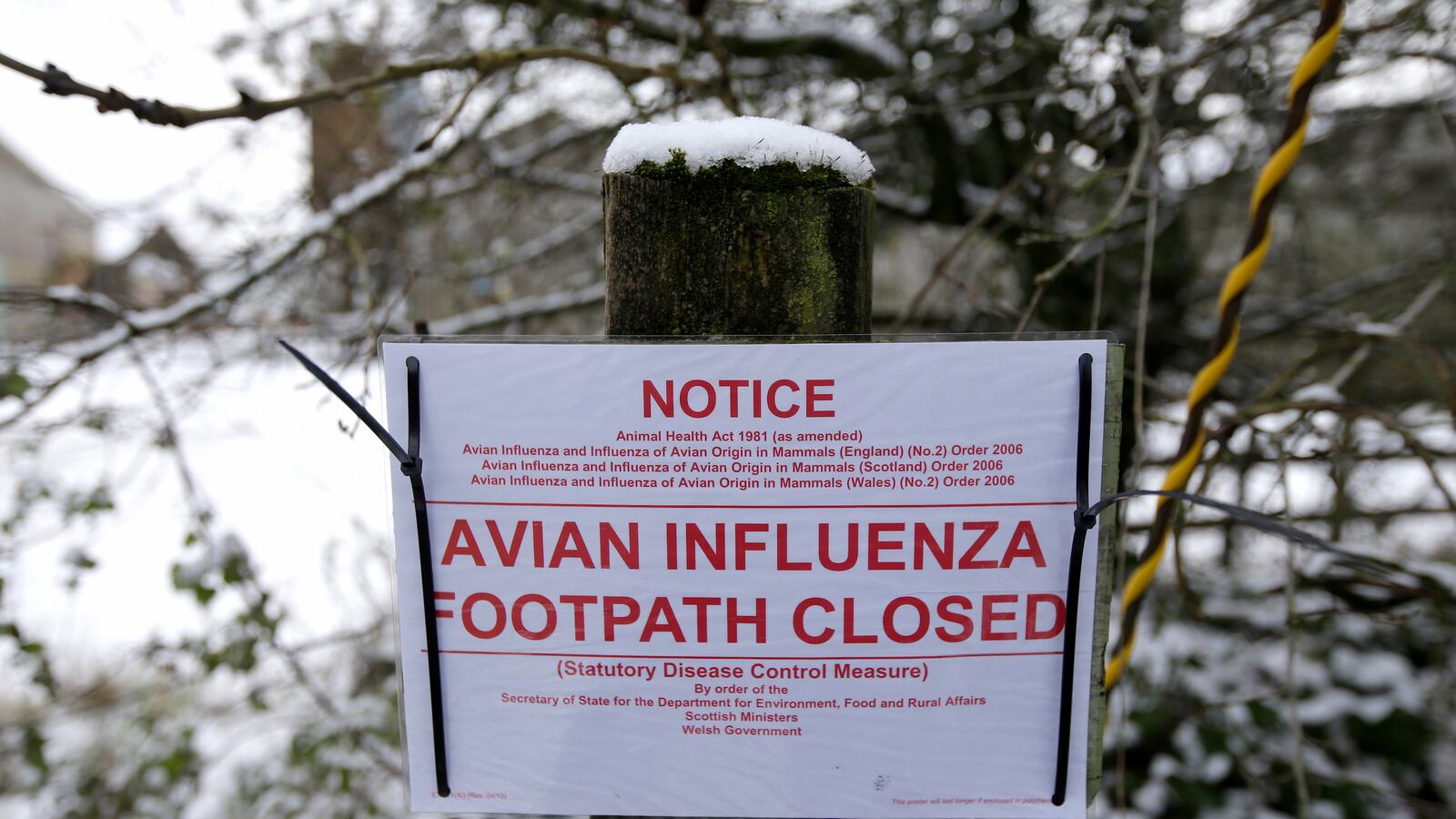 cheats/2015/05/01/bird-flu-running-rampant-in-iowa/150501-birdflu-cheat_tmvns8