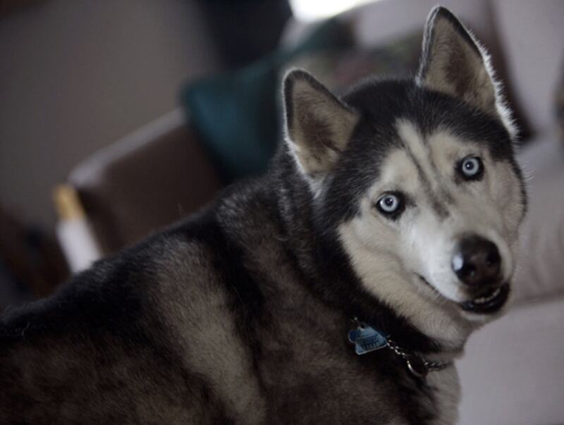 galleries/2010/10/29/dangerous-dogs/dangerous-dogs---husky_ic348g