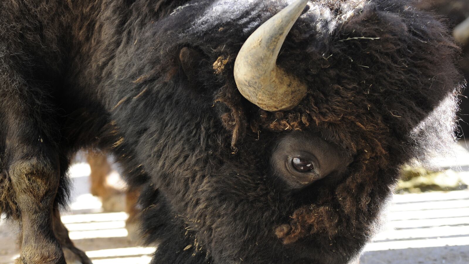 articles/2016/02/16/yellowstone-to-slaughter-up-to-900-bison/160216-joiner-bison_wqhmtg