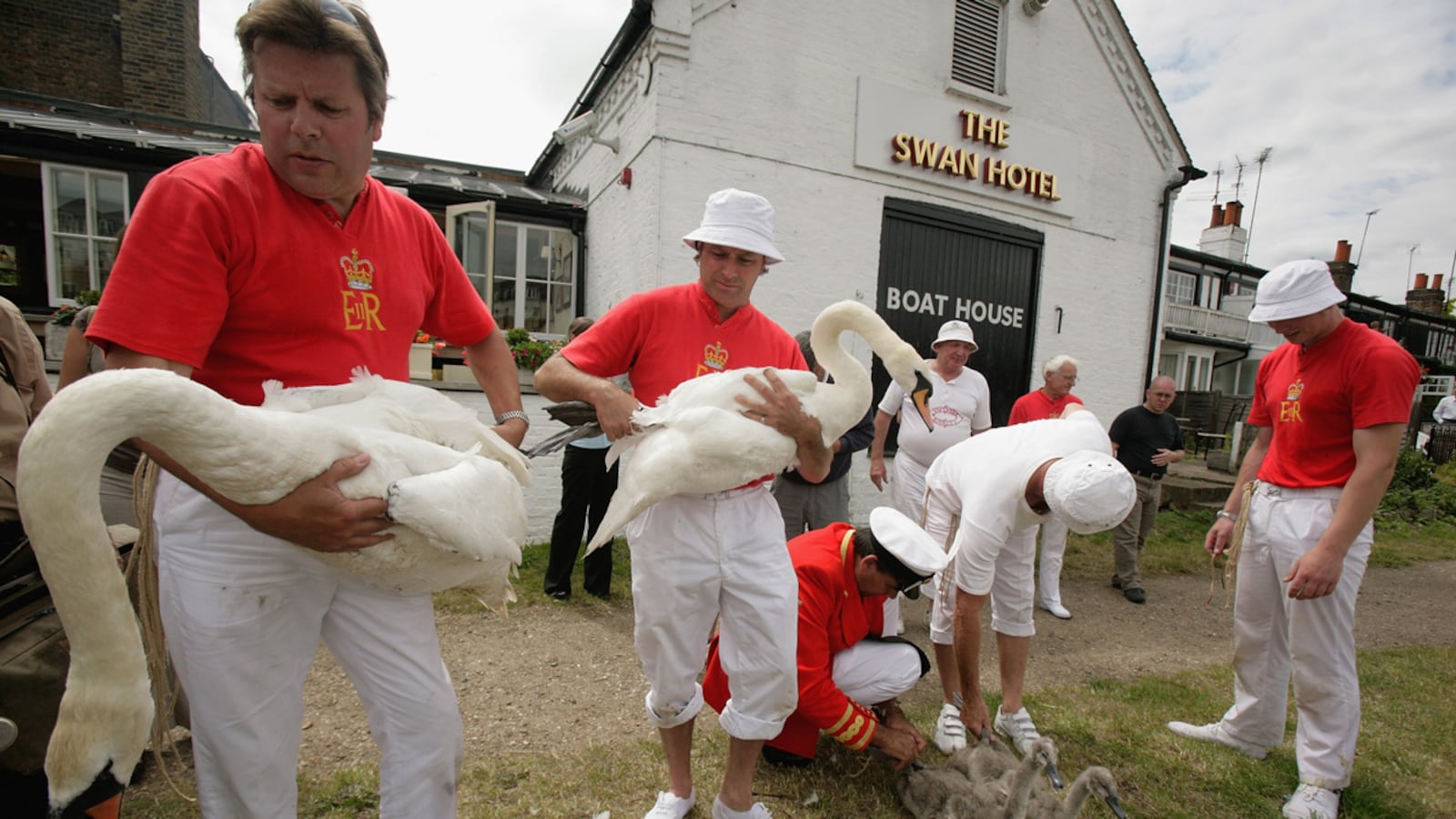 articles/2014/01/08/will-william-be-eating-swan-at-cambridge-university/swans_epnjnl