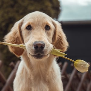 A golden retriever puppy holding a yellow tulip in its mouth, posed in front of a wooden lattice fence outdoors. The photo is styled with a white border frame on a dark olive/gold background.