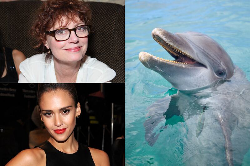galleries/2012/02/15/shakira-attacked-by-sea-lion-and-more-celebrity-animal-attacks-photos/when-animals-attack-sarandon-alba_lsruqj