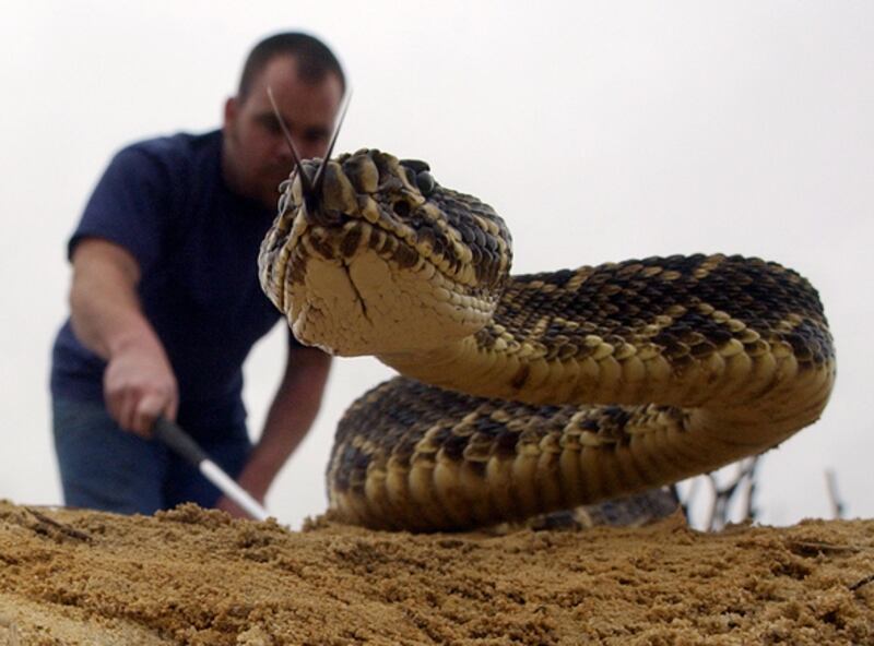 galleries/2010/02/25/the-world-s-deadliest-snakes/deadliest-snakes---eastern-diamondback-rattlesnake_archrn