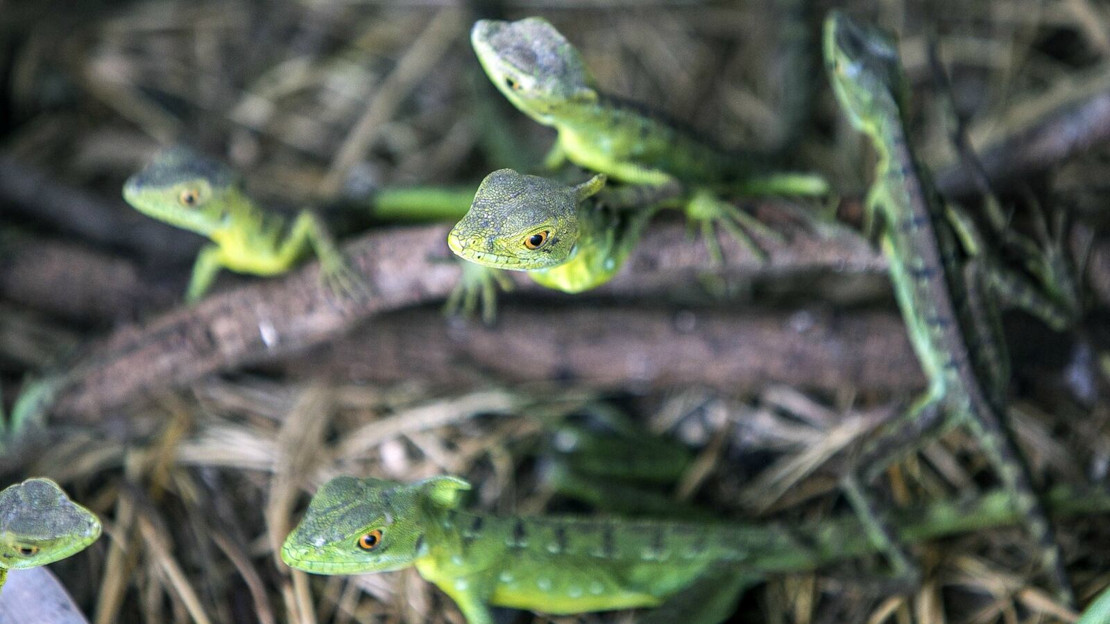 cheats/2014/08/23/recipe-for-lizard-tail-regrowth-found/140823-lizard-tail-cheat_gdqx91