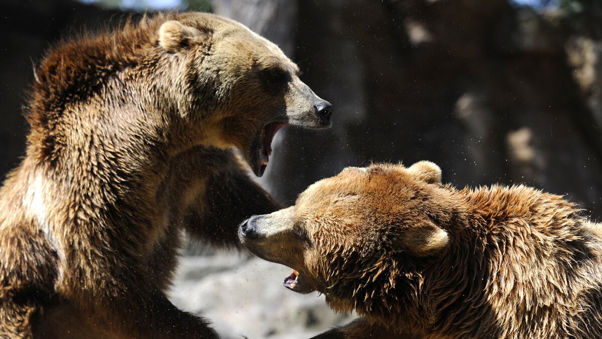 cheats/2011/09/18/wounded-grizzly-kills-hunter/grizzy-bear-kill-hunter-cs_v4k5h5