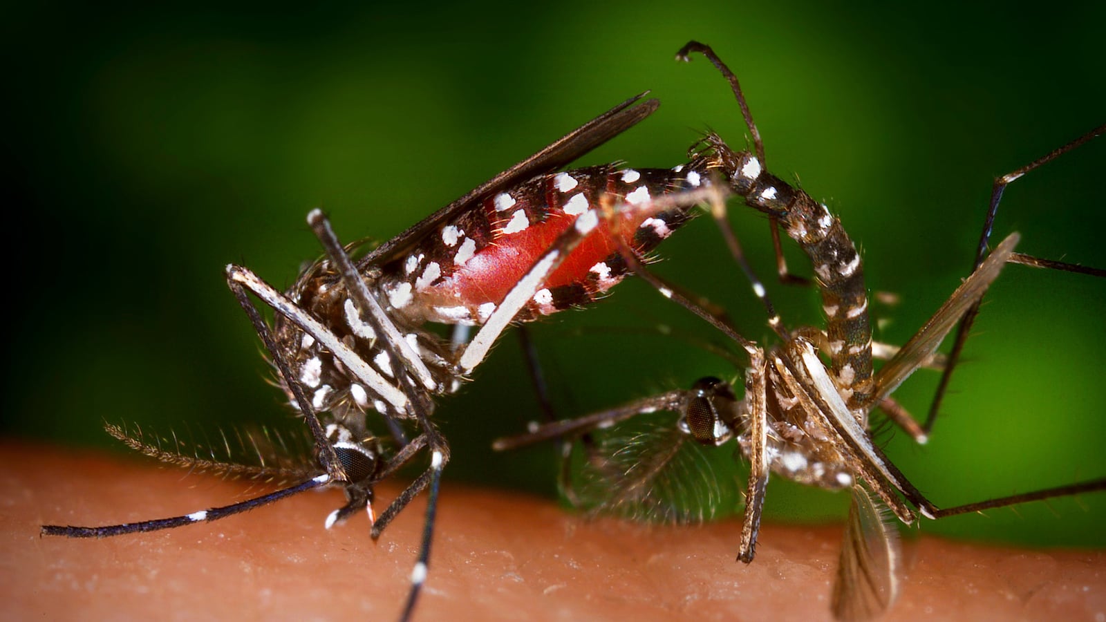 articles/2016/09/12/zika-exploded-while-congress-went-on-vacation/160911-Ron-Klain-on-Zika-tease_cbrnei