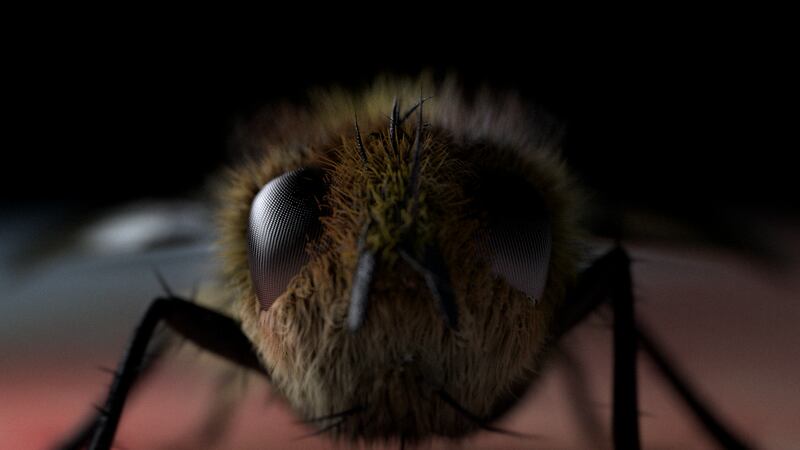 vlcsnap-2017-10-10-11h39m53s238_zk6yx8