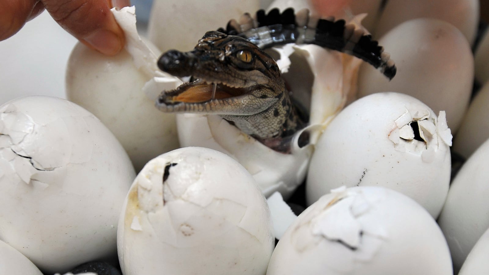 A worker helps a baby crocodile out of its shell at Sriracha Tiger Zoo, east of Bangkok, May 13, 2008.