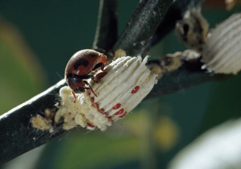 galleries/2010/04/22/animal-face-offs/animal-face-off---vedalia-beetle-cottony-cushion_dpita0