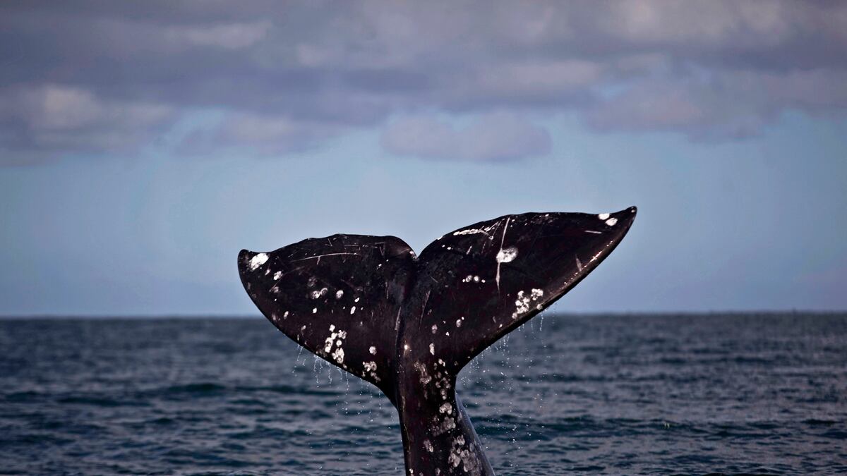 cheats/2011/06/26/endangered-whales-victim-of-climate-change/gray-whale-cheat_tpudpn