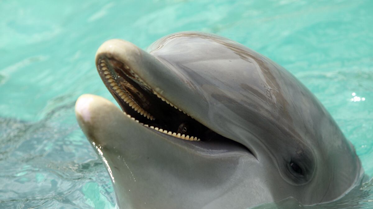 cheats/2011/07/27/dolphins-can-sense-electric-fields/dolphin-cheat_je5fuy