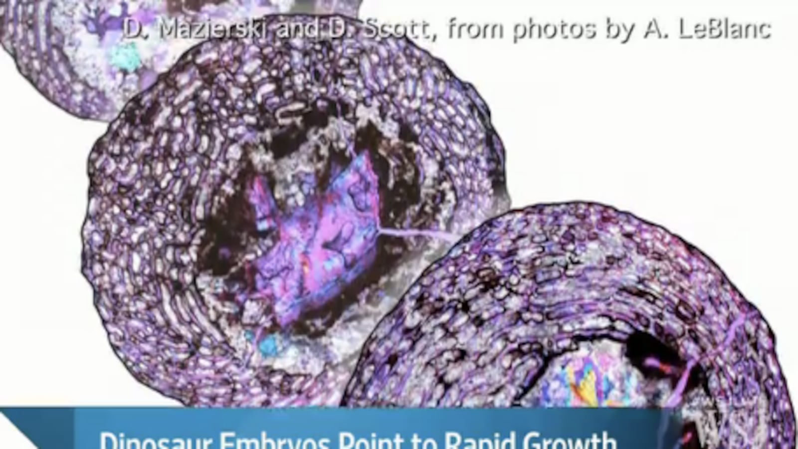 articles/2013/04/11/cool-news-for-dinosaur-nerds-like-me/cool-news-for-dinosaur-nerds-like-me-image_vvqnkz