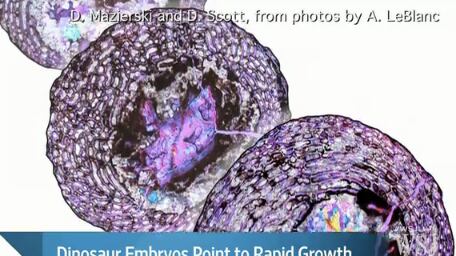 articles/2013/04/11/cool-news-for-dinosaur-nerds-like-me/cool-news-for-dinosaur-nerds-like-me-image_vvqnkz