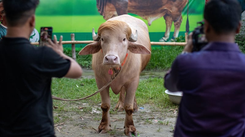 An albino buffalo nicknamed "Donald Trump"
