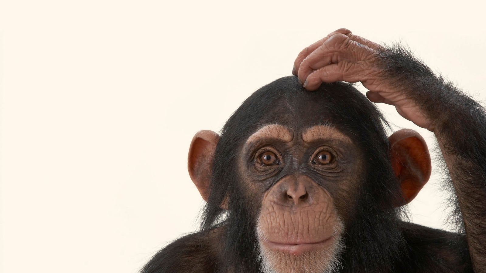 articles/2015/07/10/scientists-can-now-meld-minds/150710-lytton-monkey-brains-tease_yhgpxb