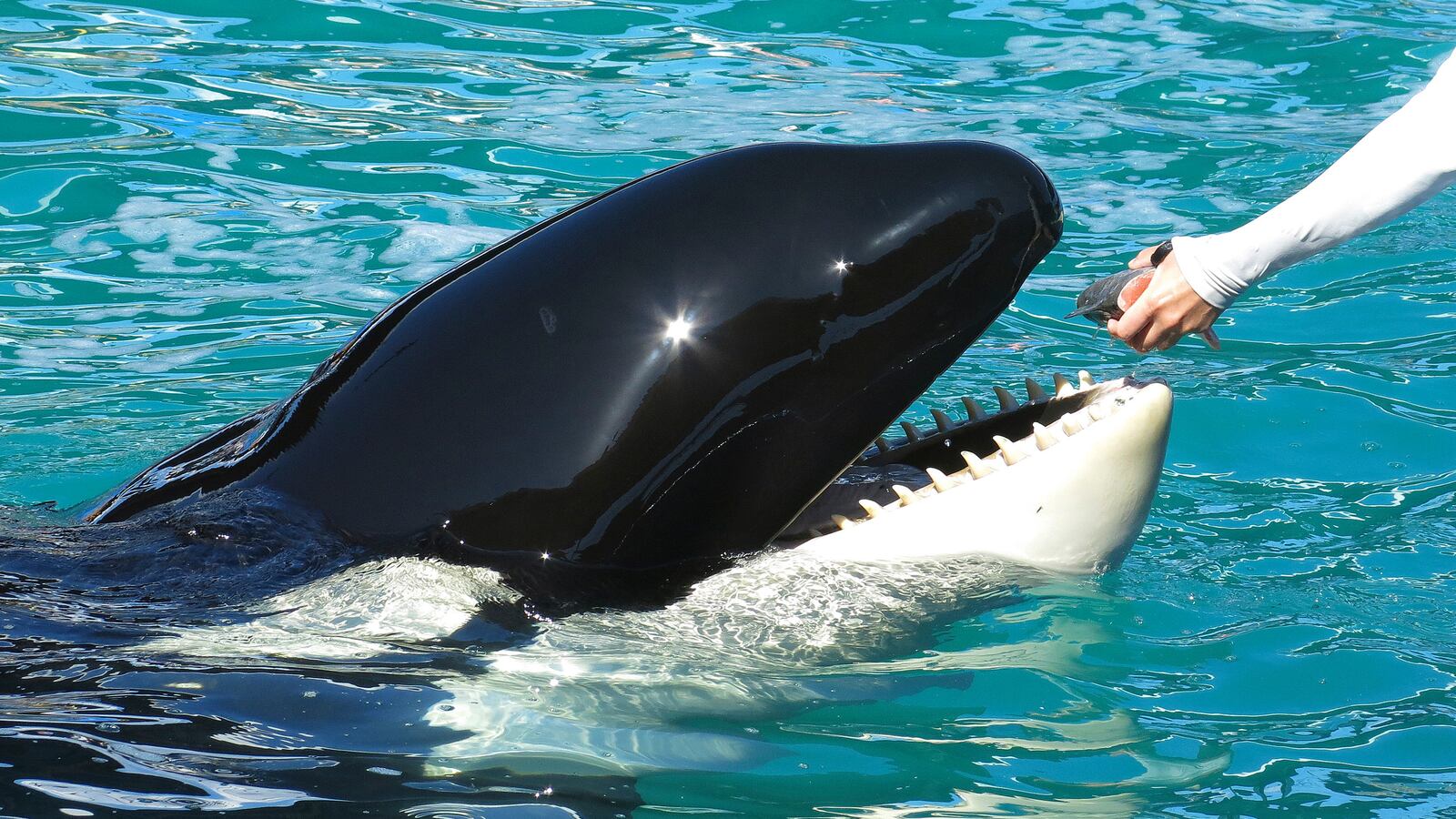 2015-02-04T120000Z_535999433_TM3EB1L17MY01_RTRMADP_3_USA-WHALE-LOLITA_nrcbuc