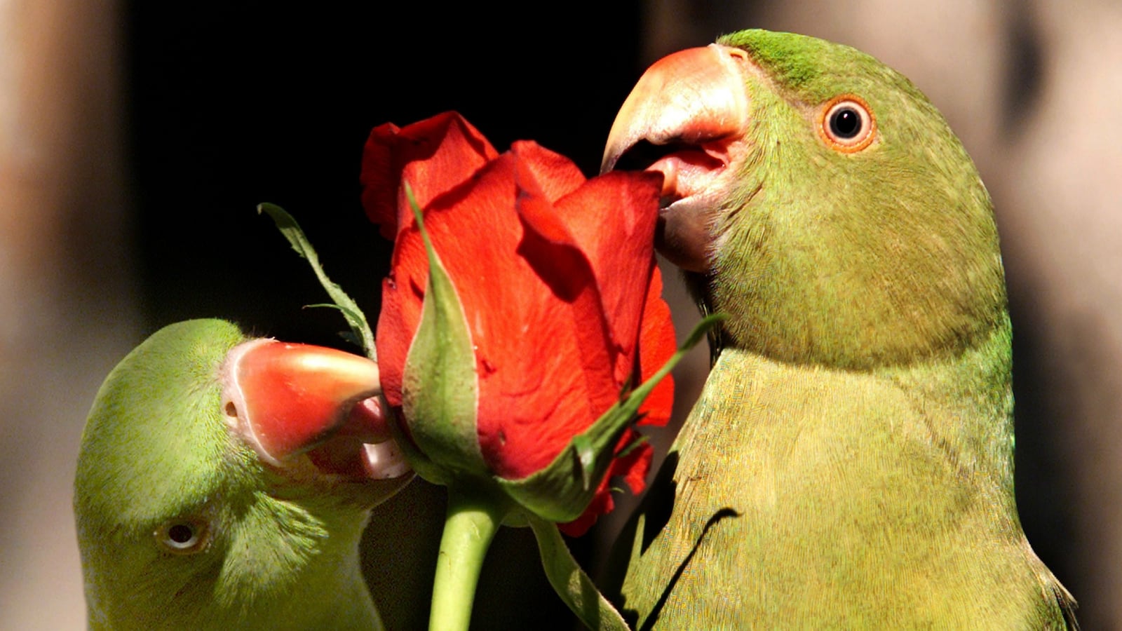 cheats/2016/06/24/victim-s-wife-arrested-after-parrot-allegedly-witnessed-murder/160624-parrot-encounter-cheat_e5ajjj